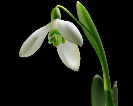 snowdrop with green leaves on a black background Stock Photo - Budget Royalty-Free & Subscription, Code: 400-04328928