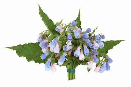 dry cured - Comfrey herb leaf and flower sprigs tied in a bunch isolated over white background. Stock Photo - Budget Royalty-Free & Subscription, Code: 400-04329053