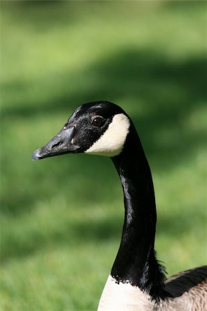 simsearch:400-04832119,k - Canadian Goose at Granville Island in Vancouver, BC, Canada Foto de stock - Royalty-Free Super Valor e Assinatura, Número: 400-04329129