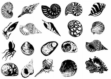 Vector illustration of different  sea  shells Photographie de stock - Aubaine LD & Abonnement, Code: 400-04329141