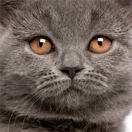 Close-up of British Shorthair kitten, 10 weeks old Photographie de stock - Aubaine LD & Abonnement, Code: 400-04329528