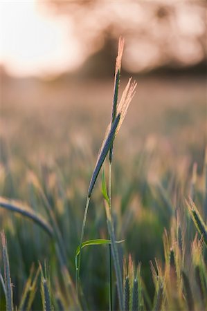 sunset meal - close up of wheat on sunset background Stock Photo - Budget Royalty-Free & Subscription, Code: 400-04329580