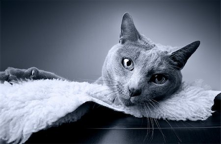 Studio Portrait of a russian blue cat Stock Photo - Budget Royalty-Free & Subscription, Code: 400-04329599