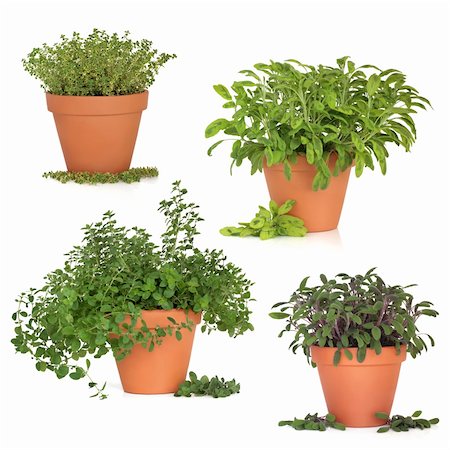 Thyme, oregano, purple and variegated sage herb growing in terracotta pots with leaf sprigs, isolated over white background. Stockbilder - Microstock & Abonnement, Bildnummer: 400-04329622