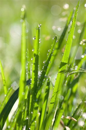 simsearch:400-04212257,k - Closeup view of fresh green grass with drops in the morning. Stock Photo - Budget Royalty-Free & Subscription, Code: 400-04329736