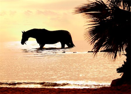 the horse in marine sunset Foto de stock - Super Valor sin royalties y Suscripción, Código: 400-04329772