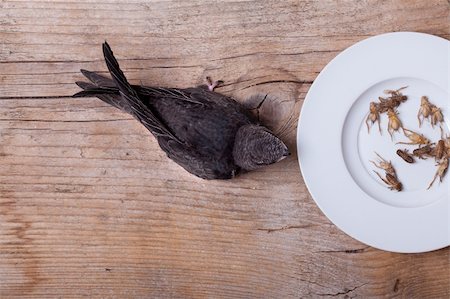 Young Eurasian Swift at feeding time with house crickets Stock Photo - Budget Royalty-Free & Subscription, Code: 400-04329873