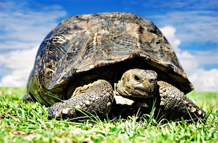 simsearch:400-07255178,k - Mature tortoise walking on grass Stock Photo - Budget Royalty-Free & Subscription, Code: 400-04329880