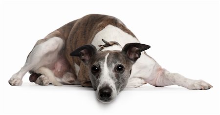 Whippet dog, 10 years old, lying in front of white background Photographie de stock - Aubaine LD & Abonnement, Code: 400-04329925