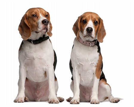 Beagles, 1 and 3 years old, sitting in front of white background Photographie de stock - Aubaine LD & Abonnement, Code: 400-04329979