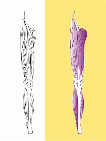 simsearch:400-05311566,k - Anatomic leg muscular system Stockbilder - Microstock & Abonnement, Bildnummer: 400-04320290
