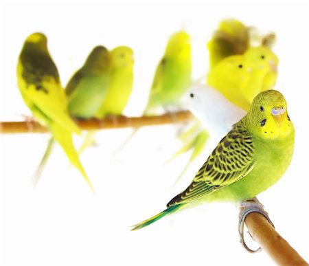 periquito - Beautiful Yellow Parrots isolated on white background Foto de stock - Super Valor sin royalties y Suscripción, Código: 400-04320789