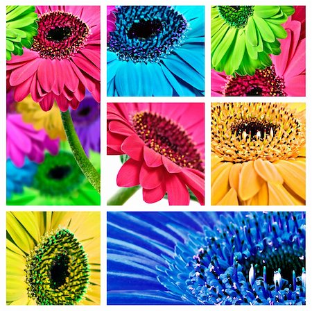 simsearch:400-03957427,k - Collage of gerbera daisy close up's in different colors Foto de stock - Super Valor sin royalties y Suscripción, Código: 400-04320861