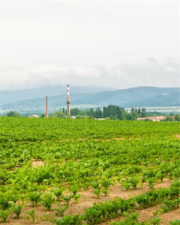 food processing equipment - White beet field with a nearby sugar factory Stock Photo - Budget Royalty-Free & Subscription, Code: 400-04321001