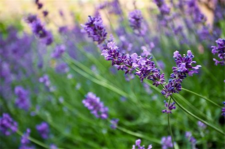 simsearch:400-05372314,k - Lavender growing in summer garden closeup with shallow DOF Stockbilder - Microstock & Abonnement, Bildnummer: 400-04321010