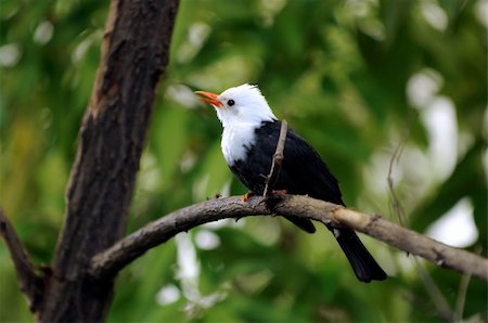 simsearch:400-05284668,k - Black bulbul sitting on a branch in the forest Photographie de stock - Aubaine LD & Abonnement, Code: 400-04321808