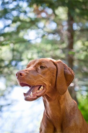 simsearch:400-04755024,k - A closeup shot of a Vizsla dog (Hungarian pointer) with a lake and trees in the background. Foto de stock - Royalty-Free Super Valor e Assinatura, Número: 400-04321955