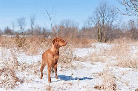 simsearch:400-04304605,k - A Vizsla dog (Hungarian pointer) points at some birds in a snowy field in the winter. Foto de stock - Royalty-Free Super Valor e Assinatura, Número: 400-04321959