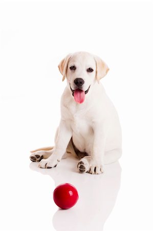 simsearch:400-04000242,k - Labrador retriever puppy playing with a red ball, isolated on white Foto de stock - Super Valor sin royalties y Suscripción, Código: 400-04322146