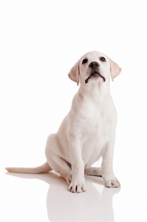 simsearch:400-04303358,k - Beautiful labrador retriever cream puppy isolated on white background Stock Photo - Budget Royalty-Free & Subscription, Code: 400-04322142