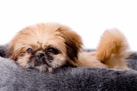 simsearch:400-04883639,k - Cute little pekingese dog isolated on white Stock Photo - Budget Royalty-Free & Subscription, Code: 400-04322388