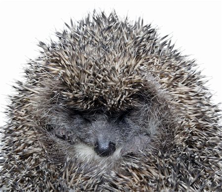 simsearch:400-07278599,k - Close up of sleepy hedgehog isolated on white background Stockbilder - Microstock & Abonnement, Bildnummer: 400-04322511