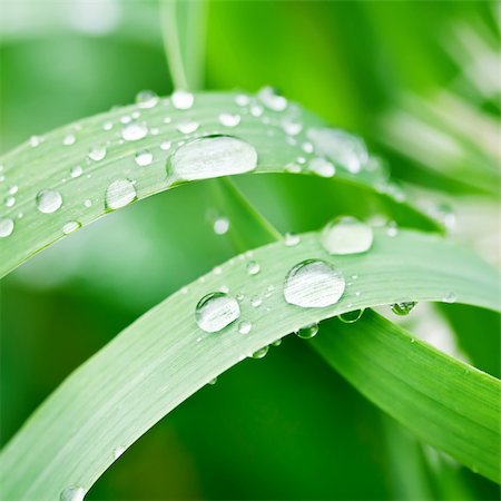 dew drops on green stem - water drops on the green grass Stock Photo - Budget Royalty-Free & Subscription, Code: 400-04322877