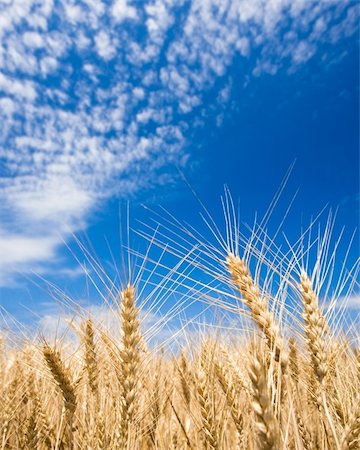 feeding barley - golden wheat field and blue sky landscape Stock Photo - Budget Royalty-Free & Subscription, Code: 400-04323351