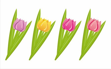 simsearch:400-04331987,k - set of 4 colorful tulips Foto de stock - Super Valor sin royalties y Suscripción, Código: 400-04323770