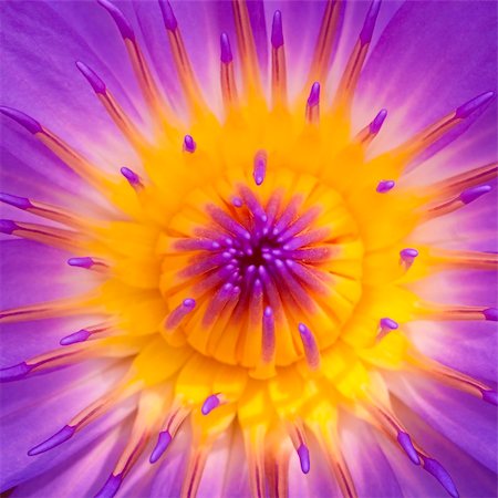 simsearch:6102-03749129,k - Abstract of water lily for conceptual purpose Stock Photo - Budget Royalty-Free & Subscription, Code: 400-04323824