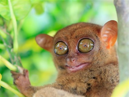 philippines animals - Funny Philippine tarsier (Tarsius syrichta). Bohol. Philippines Stock Photo - Budget Royalty-Free & Subscription, Code: 400-04334314