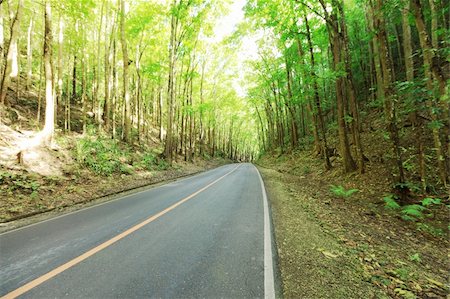 Road in the tropical rainforest. Bohol. Philippines. Stock Photo - Budget Royalty-Free & Subscription, Code: 400-04334315