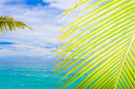 simsearch:400-04334269,k - Tropical lagoon. Branch of palmtree on foreground. Foto de stock - Royalty-Free Super Valor e Assinatura, Número: 400-04334310