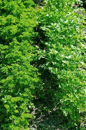 simsearch:400-05065763,k - Fresh green parsley leaves. The green background Stockbilder - Microstock & Abonnement, Bildnummer: 400-04334336