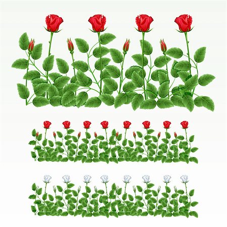 flowers in growing clip art - Border of red and white roses.(can be repeated and scaled in any size) Stock Photo - Budget Royalty-Free & Subscription, Code: 400-04334492