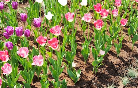 simsearch:400-06790189,k - flowers, tulips Stock Photo - Budget Royalty-Free & Subscription, Code: 400-04334700