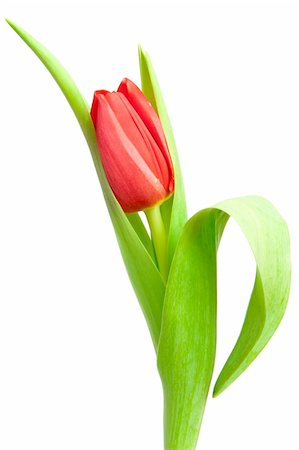 simsearch:400-04340566,k - one red tulip isolated on white Photographie de stock - Aubaine LD & Abonnement, Code: 400-04334717