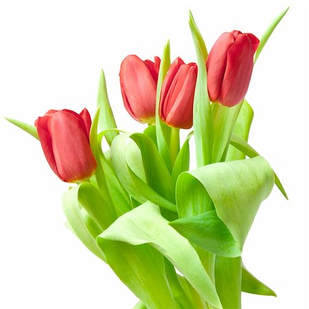 simsearch:400-04340566,k - red tulips isolated on white Photographie de stock - Aubaine LD & Abonnement, Code: 400-04334720