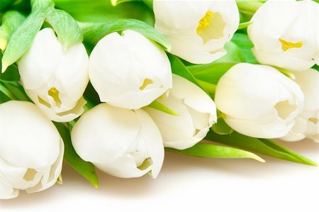 simsearch:400-04340566,k - white tulips Photographie de stock - Aubaine LD & Abonnement, Code: 400-04334740
