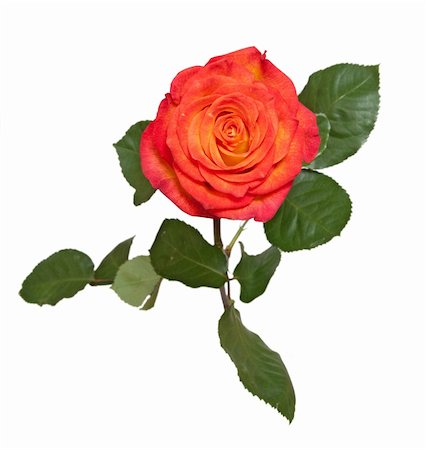 single red rose bud - one rose isolated on white Stock Photo - Budget Royalty-Free & Subscription, Code: 400-04334755