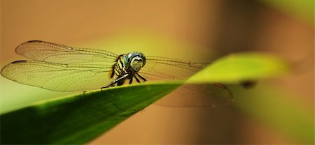damselfly - Balinese Dragon Fly drying in day sun Stock Photo - Budget Royalty-Free & Subscription, Code: 400-04334902