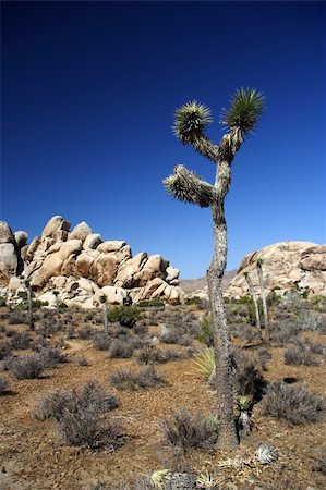 simsearch:400-04324243,k - Scenic landscape in Joshua Tree National Park, California Stockbilder - Microstock & Abonnement, Bildnummer: 400-04334912