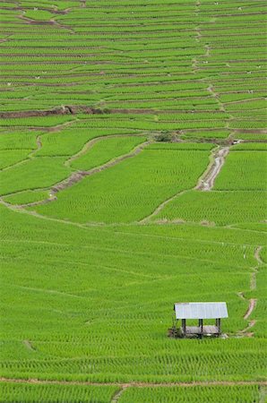 simsearch:400-03997550,k - Rice Paddies,Green paddy field Stock Photo - Budget Royalty-Free & Subscription, Code: 400-04335029