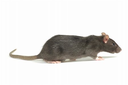 simsearch:400-04719873,k - funny rat  isolated on white background Stock Photo - Budget Royalty-Free & Subscription, Code: 400-04335219