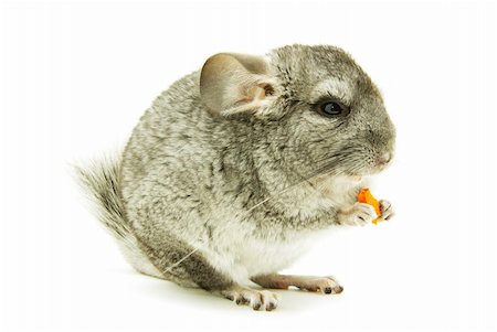 gray chinchilla isolated on white Stock Photo - Budget Royalty-Free & Subscription, Code: 400-04335224