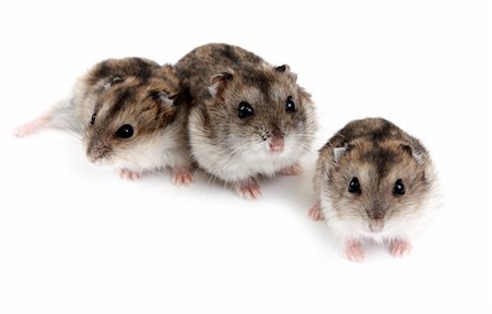 pet rodent - Three hamsters insulated on white background, small depth to sharpnesses Stock Photo - Budget Royalty-Free & Subscription, Code: 400-04335594