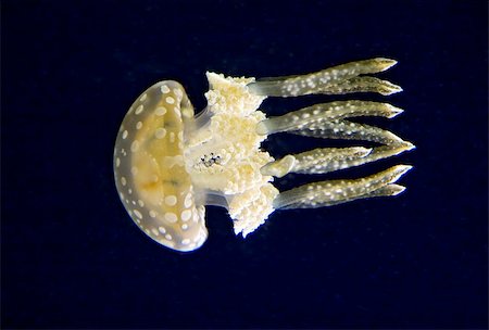 Jellyfish at the National Aquarium in Baltimore Stock Photo - Budget Royalty-Free & Subscription, Code: 400-04335759