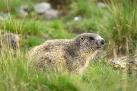 simsearch:862-08698880,k - A cute marmot in the alps Stockbilder - Microstock & Abonnement, Bildnummer: 400-04335916