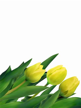 simsearch:400-05093646,k - Bunch of beautiful spring flowers - yellow tulips against white background. EPS 8 vector file included Stock Photo - Budget Royalty-Free & Subscription, Code: 400-04336373