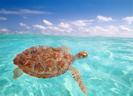 simsearch:400-07430410,k - Green sea Turtle Chelonia mydas  Caribbean sea Cheloniidae water surface Stock Photo - Budget Royalty-Free & Subscription, Code: 400-04336991